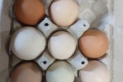 Rainbow hen hatching eggs