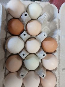 Rainbow hen hatching eggs
