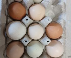 Rainbow hen hatching eggs