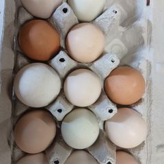 Rainbow hen hatching eggs