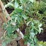 Melianthus major Honey bush Image 3