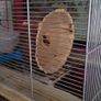 gerbils with cage Image 3