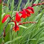 Crocosmia Hellfire x 5 bulbs Image 4
