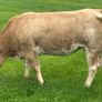 In Calf Heifers Sept 26th Ballinasloe Mart Image 6