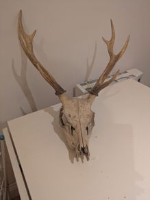 Deer Skull