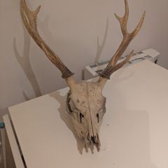 Deer Skull
