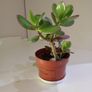 Money Tree Plant Image 2