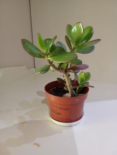 Money Tree Plant