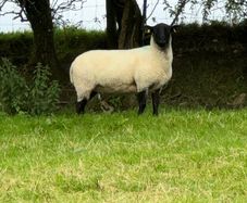 20 Super Suffolks hoggets for sale