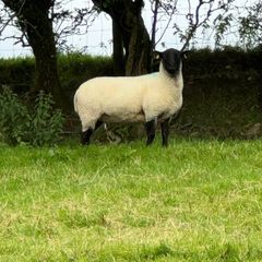 20 Super Suffolks hoggets for sale