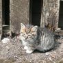 pet Image 2