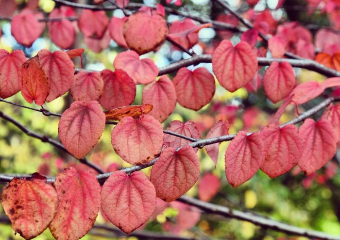 Katsura Tree / Japanese Katsura - Cercidiphyllum japonicum
