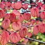 Katsura Tree / Japanese Katsura - Cercidiphyllum japonicum Image 3