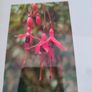 Framed Still Life Photo Of Irish Wildflowers. Image 3