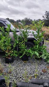 Laurel Hedging in 17 litre pot 5ft just 20 euro