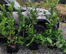Laurel Hedging in 17 litre pot 5ft just 20 euro