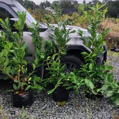 Laurel Hedging in 17 litre pot 5ft just 20 euro