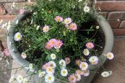 Mexican Daisy - Fleabane - Profusion