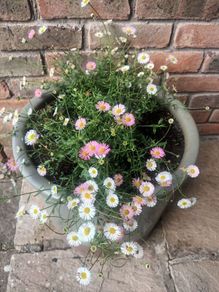 Mexican Daisy - Fleabane - Profusion