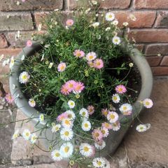 Mexican Daisy - Fleabane - Profusion