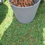Plant pots Image 3