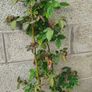 Climbing Rose Image 2