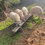 Purebred Registered Charolais Hogget Rams Image 8