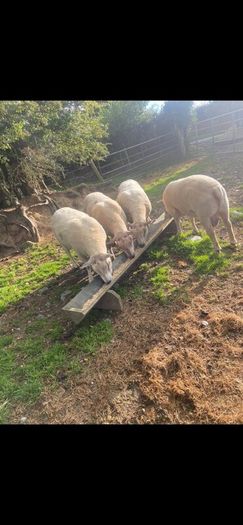Purebred Registered Charolais Hogget Rams