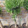 Olive tree, extra large 45cm pot Image 4