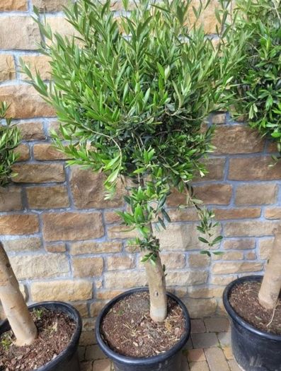 Olive tree, extra large 45cm pot