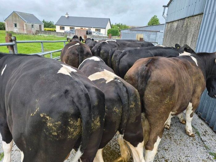 Cattle