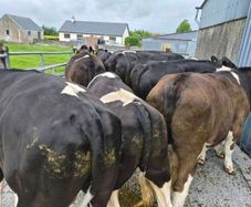 Cattle