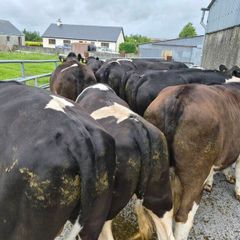 Cattle