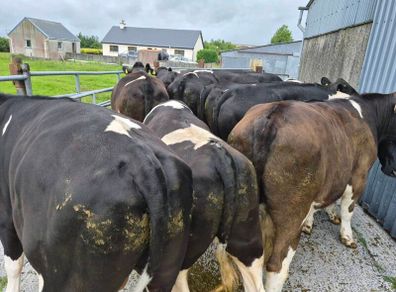 Cattle