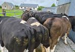 Cattle