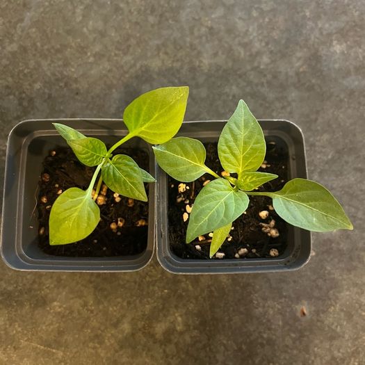 Plant - Paprika/Bell pepper seedlings