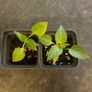 Plant - Paprika/Bell pepper seedlings Image 3