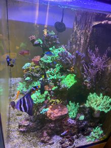 Reef Corals
