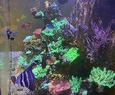 Reef Corals