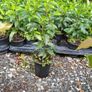 Golden and Green Privet Hedging One Euro Image 8
