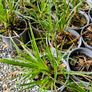 Ornamental Grasses Image 5