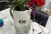 indoor plant