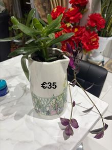 indoor plant