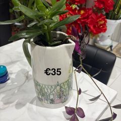 indoor plant
