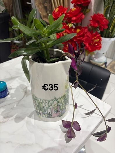 indoor plant
