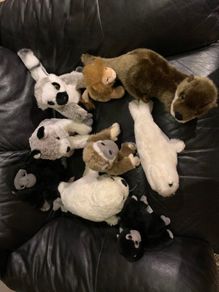 Soft Animal Teddies