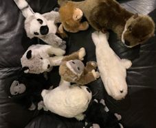 Soft Animal Teddies