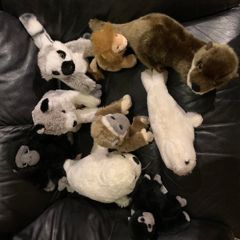 Soft Animal Teddies