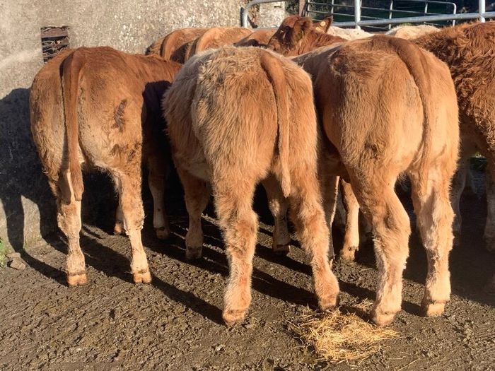 20, 320kg u grade charlaois and limousine heifers