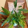 Peace lily plant + pot included Image 2